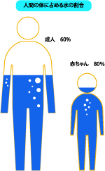 人間の体の水分